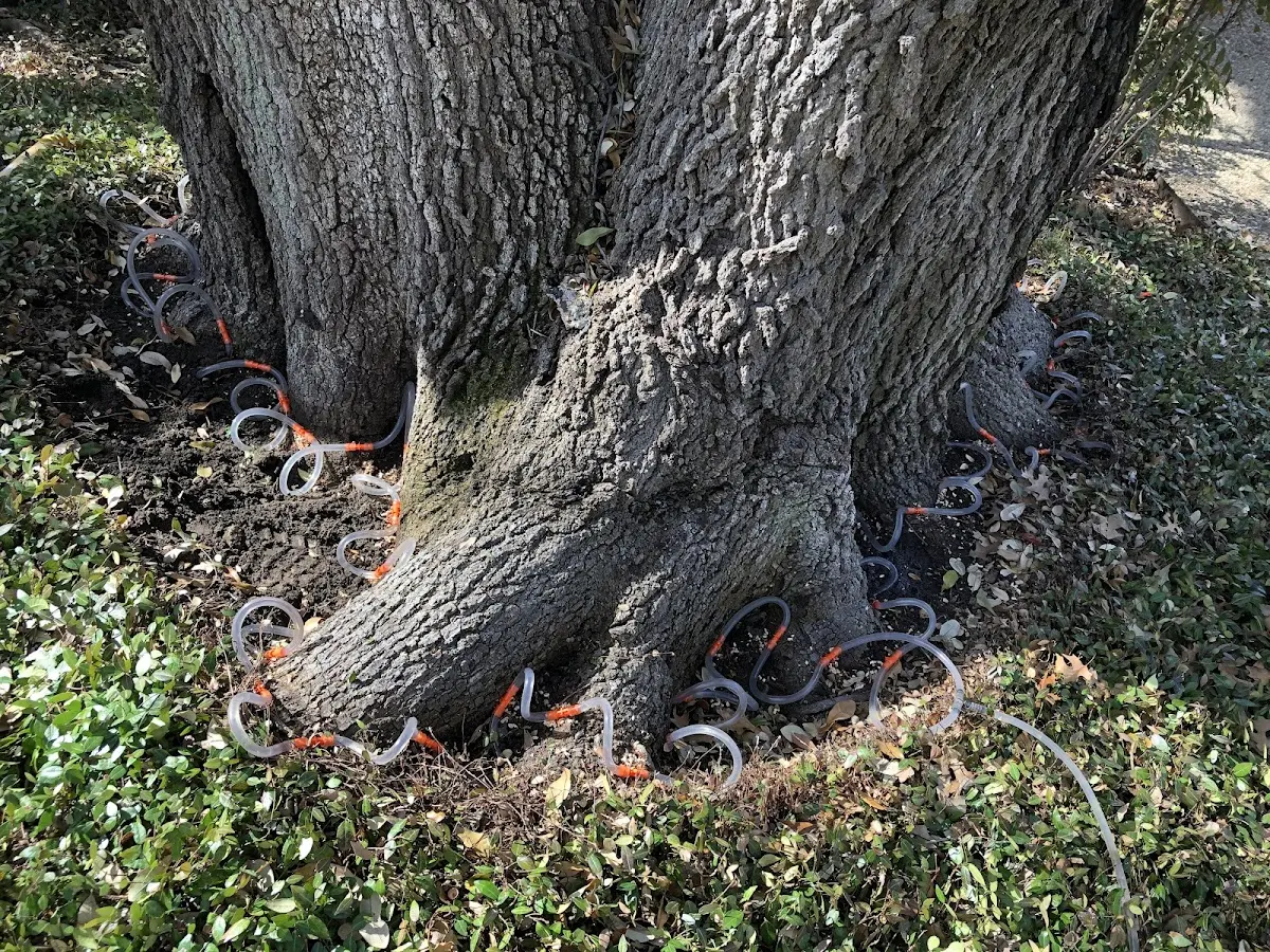 Detailed Tree Cabling and Bracing job site in Wishek